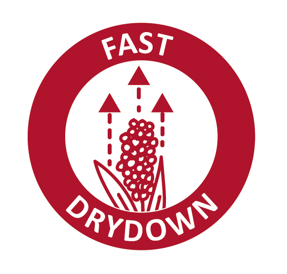 fast_drydown